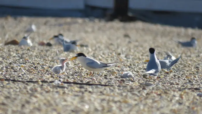 Florida condo bird problems